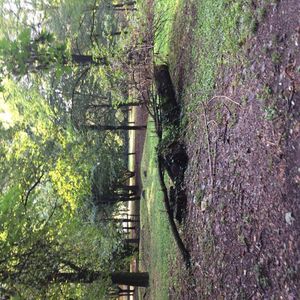 파르코 보스코 데이 론치.