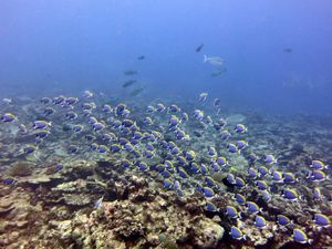 산호초에서 혼합된 떼를 이루어 먹이를 먹는 초식어류는 조류를 제어하여 산호 생태계 유지에 영향을 준다.