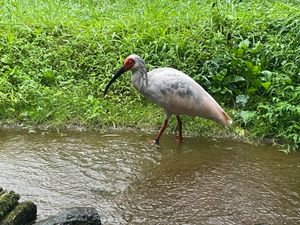 사도시 따오기보호센터의 사육전시개체. 암컷.