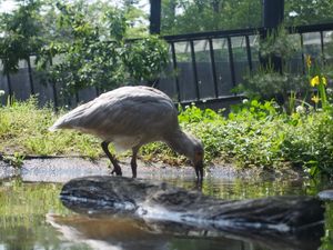 먹이활동을 하는 사도 따오기보호센터의 개체.