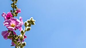 나블루스, 팔레스타인의 봄