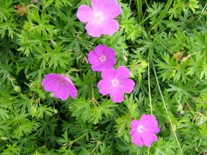 노섬벌랜드 해안의 아케보노후우로