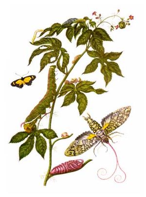 Metamorphosis insectorum Surinamensium에 실린 Cocytius antaeus의 변태 과정 판화
