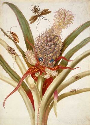 Metamorphosis의 판화 1. 파인애플과 바퀴벌레를 보여준다.