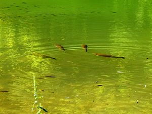 2014년 6월 아르바나시와 벨리코터르노보 사이