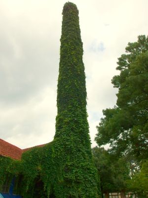 벨리코터르노보의 나무들