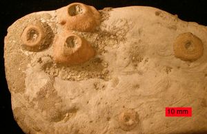 바다나리 부착기는 북부 오르도비스기의 단단한 기질에 존재함