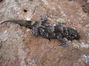 뵈트거 벽도마뱀