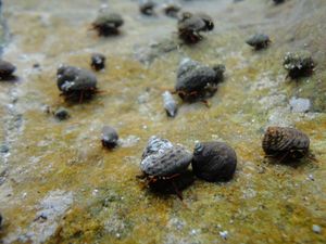 절지동물(이 은둔 게 종과 같은)은 토착 무척추 동물 종의 약 92%를 차지한다