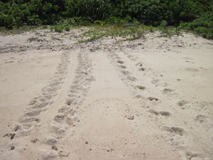 니시노하마의 바다거북 상륙 흔적