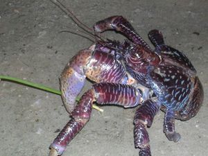 야자게는 디에고 가르시아에서 보호받고 있다.