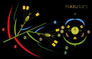 꽃차례 도식 및 화피 도해. 1 – 포영, 2 – 소화, 3 – 까끄라기, 4 – 내영, 5 – 인편, 6 – 수술, 7 – 씨방, 8 – 암술머리.
