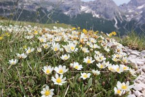 드리아스 팔잎꽃(Dryas octopetala)은 영거 드라이아스 시기의 지표종이다.