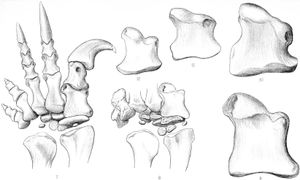 1911년 브룸이 Gryponyx, M. carinatus, M. harriesi, 그리고 Aetonyx로 확인한 화석들. 현재는 모두 M. carinatus로 여겨짐.