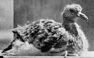 살아있는 새끼 또는 어린 비둘기