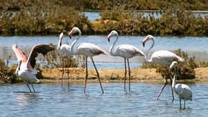 홍학이 리아 포르모사에 있다