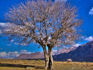 페르시아 테레빈 나무