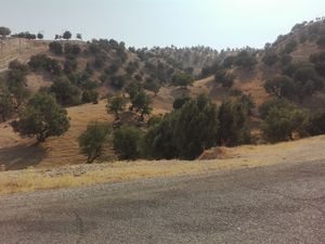 일람주 떡갈나무 숲