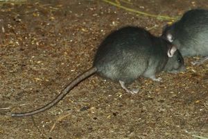 Rattus rattus(검은 쥐). 나중에 검은 쥐를 대체한 Rattus norvegicus (갈색 쥐)보다 작으며, 인간 근처에 사는 것을 선호한다. 목조 주택과 과밀한 빈민가는 훌륭한 보금자리를 제공했다.