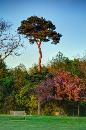 오크스 공원의 꽃이 핀 나무들