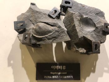 쥐라기 묘곡층 이매패류 화석 Nagdongia soni, 국립중앙과학관