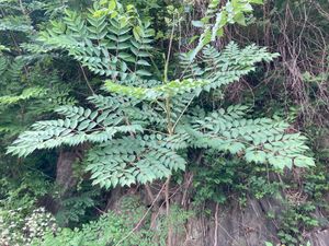 필라델피아 근처의 두릅나무