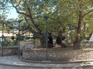 코스에 있는 "히포크라테스의 나무"는 원본의 후손일 가능성이 있다.