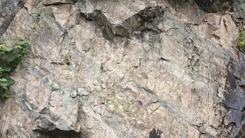 청송군 안덕면 근곡리 안덕면 근곡리 산 65-1 방호정로 도로변에 드러난 상부 점곡층의 노두