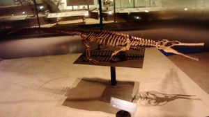 국립과학박물관의 C. natator 골격