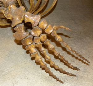 M. hoffmannii 앞다리 재구성