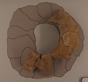 공막륜을 가진 모사사우루스