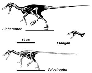 린헤랍토르(Linheraptor), 차간(Tsaagan) 및 벨로키랍토르를 포함한 벨로키랍토르아과의 일부 구성원 비교