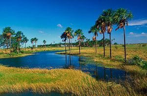 호라이마주의 부리치제로스