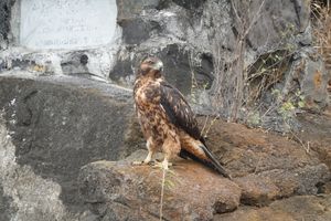 갈라파고스 매 (Galápagos Hawk) 이사벨라 섬에 서식