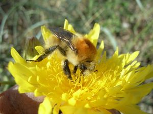 긴 proboscis를 사용하여 꿀을 마시는 Bombus muscorum
