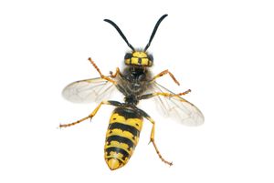 잘록한 허리를 가진 벌목: 말벌 Vespula germanica