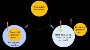 기생벌의 두 가지 전략: 외부 기생벌은 일반적으로 idiobiont이고, 내부 기생벌은 koinobiont이다.