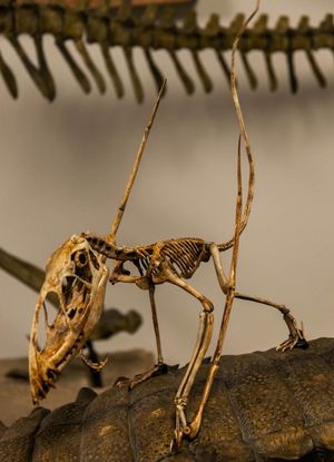 네 발로 선 디모르포돈 골격 복원