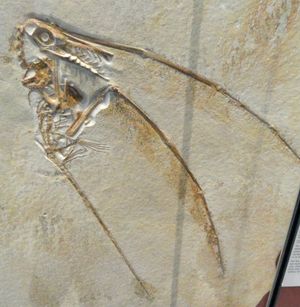 꼬리 날개가 보존된 람포링쿠스 표본, 로열 온타리오 박물관