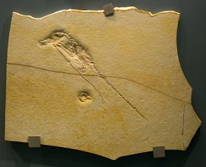 R. intermedius, R. muensteri의 어린 개체일 수 있는 작은 표본