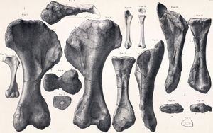 D. armatus의 상완골, 요골, 척골