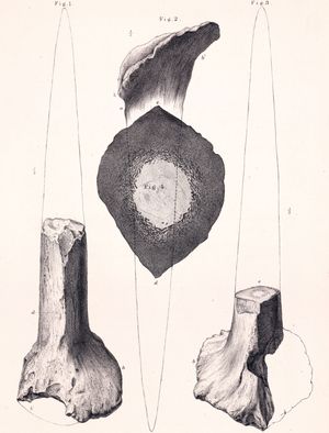 O. hastiger의 모식표본 가시