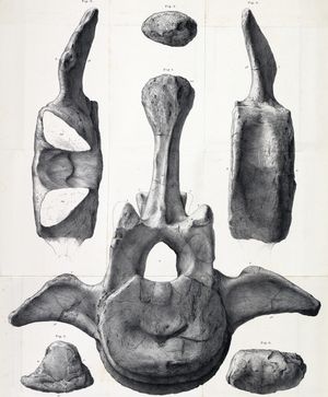 첫 번째 꼬리 척추의 가로 돌기 윗부분에는 뾰족한 부분이 있다.