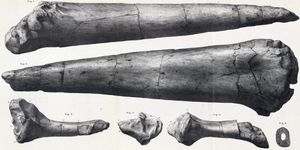 왼쪽 꼬리 가시