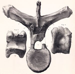 D. armatus의 척추