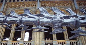 D. carnegii의 꼬리 척추뼈, 속명과 관련된 이중 빔 셰브론 뼈를 보여줌, 런던 자연사 박물관