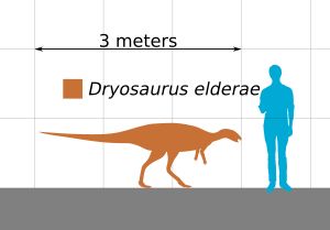 D. elderae와 인간의 크기 비교