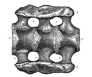 1879년에 삽화로 그려진 A. ajax의 천골