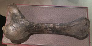 큰 수각류에게 물린 자국이 있는 아파토사우루스의 좌골