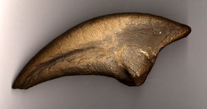 프라길리스의 고리 발톱